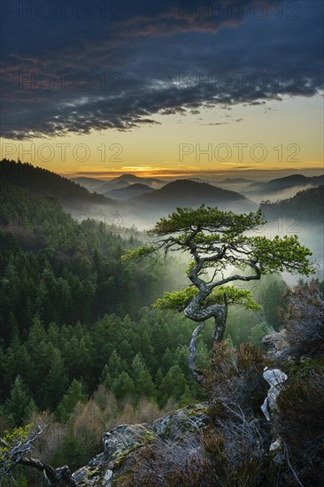 Palatinate Forest
