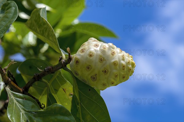 Noni fruit