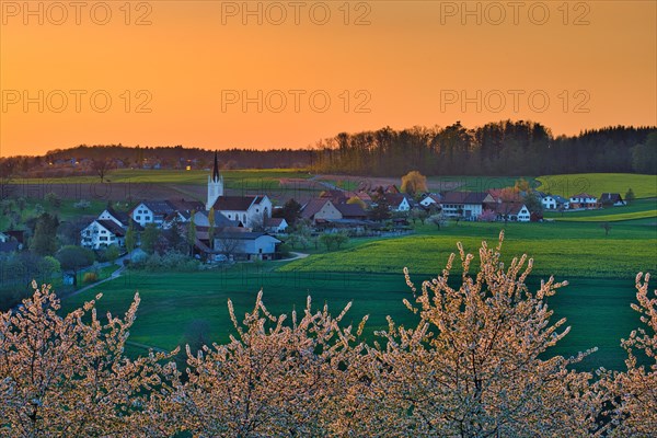 Blossoming cherry trees in the evening