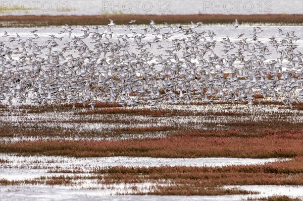 Dunlin