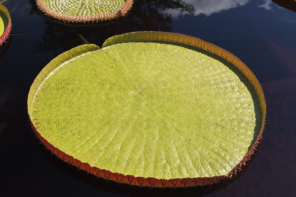 Leaf of the LATINLOC1