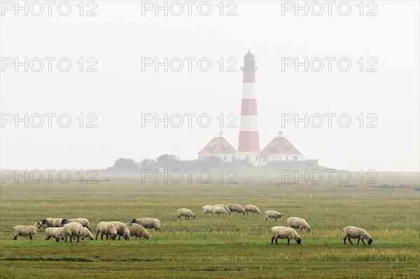 Suffolk sheep