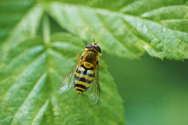 Hoverfly