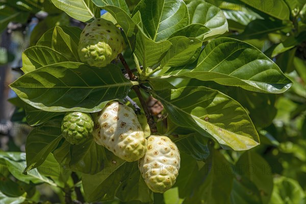 Noni fruits