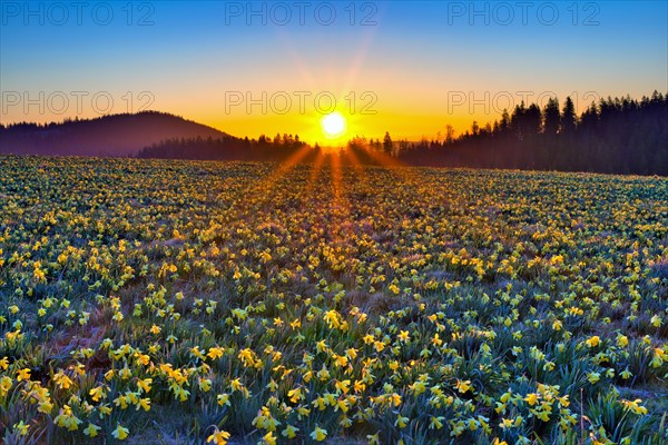 Field with flowering daffodils