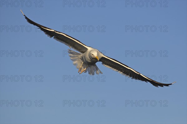 Great black-backed gull