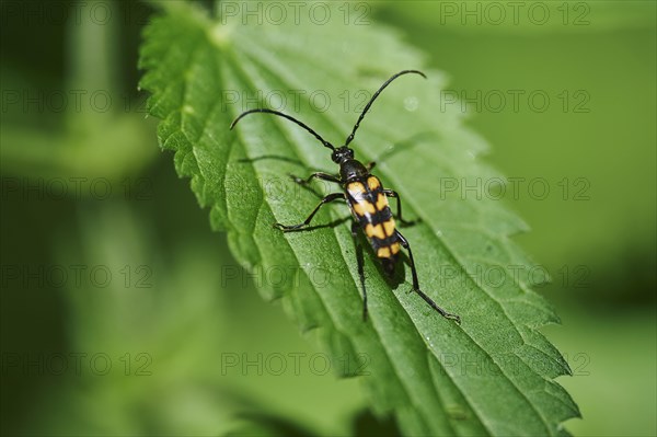 Lepturine beetle