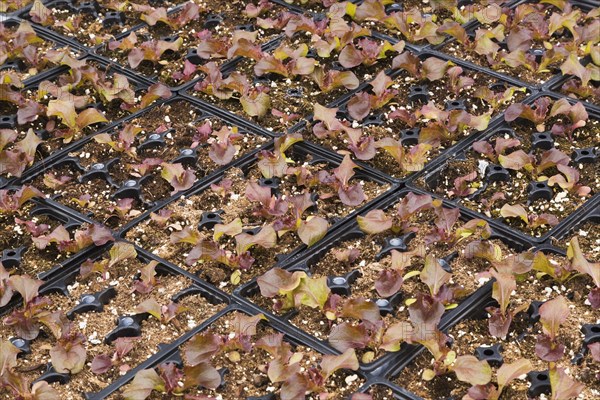 Young lettuce plants