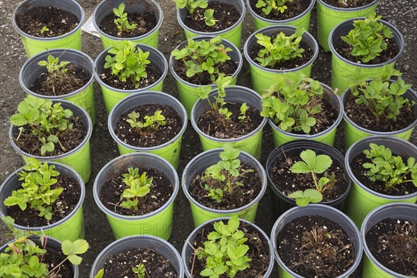 Young strawberry plants