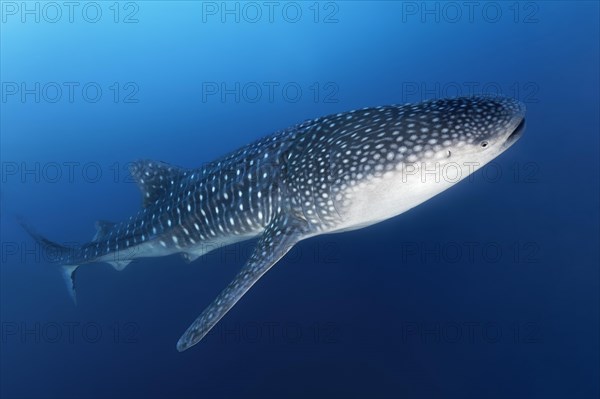 Whale shark