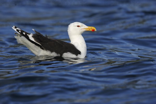 Great black-backed gull