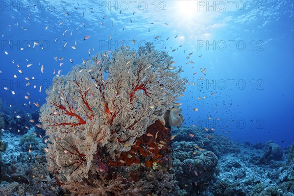 Coral block with large Melithaea gorgonians