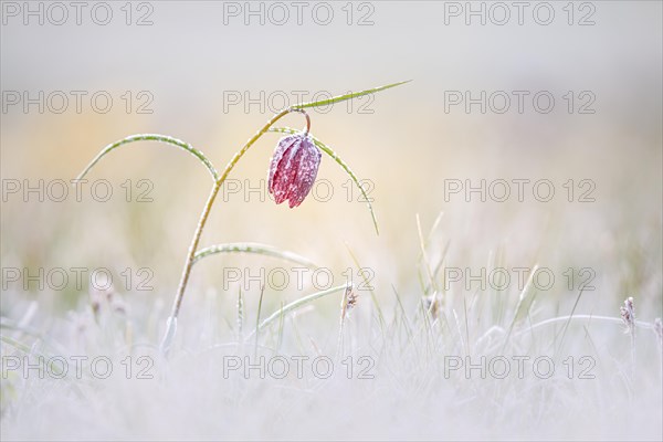 Snake's Head Fritillary