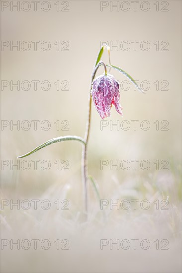 Snake's Head Fritillary