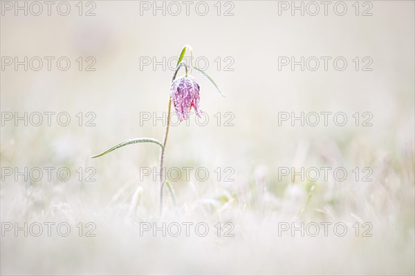 Snake's Head Fritillary