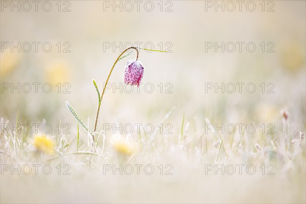 Snake's Head Fritillary