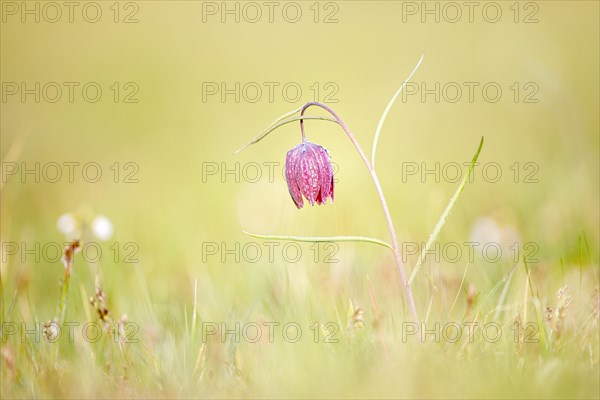 Snake's Head Fritillary