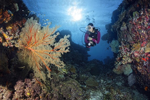 Diver in reef breakthrough viewing large Melithaea gorgonians
