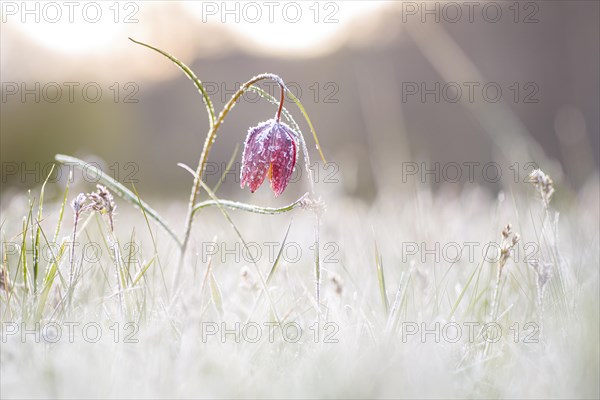 Snake's Head Fritillary