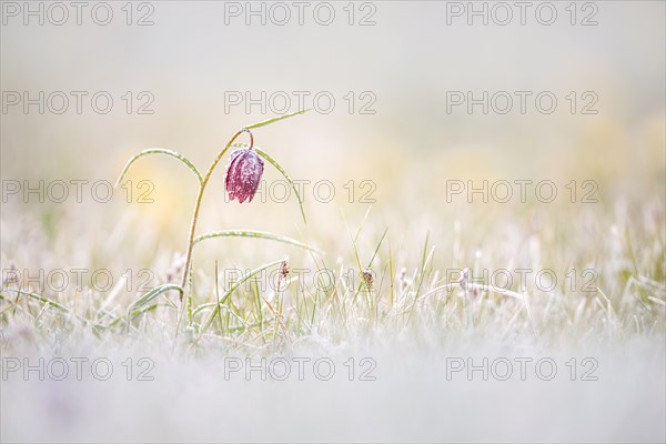 Snake's Head Fritillary