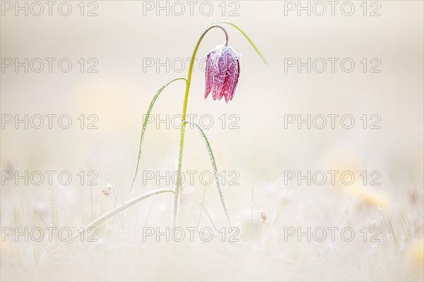 Snake's Head Fritillary