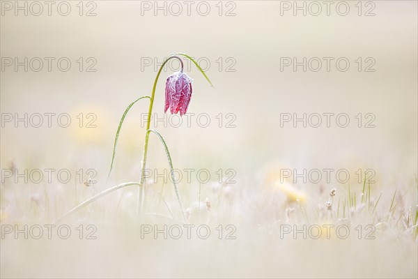 Snake's Head Fritillary