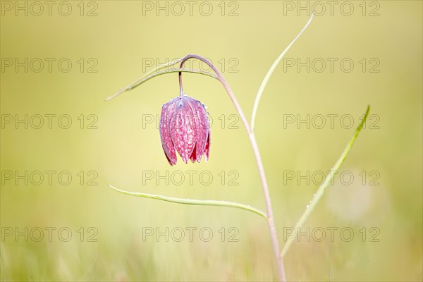 Snake's Head Fritillary