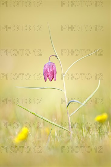 Snake's Head Fritillary