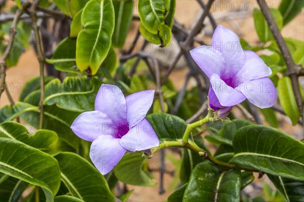 Rubber vine (Cryptostegia grandiflora), pink flowers