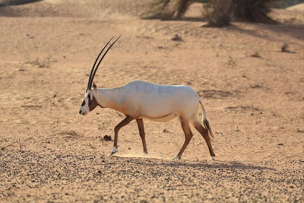 Arabian oryx (oryx leucoryx) runs in dusty desert, Dubai