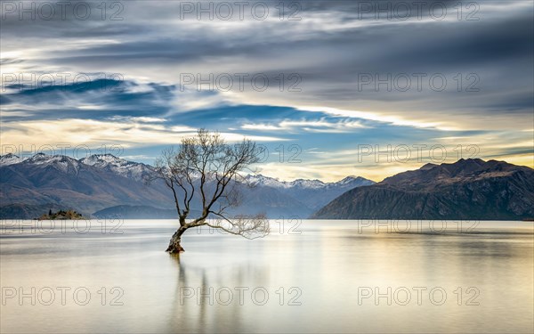 Wanaka tree, single tree standing in the water of Wanaka Lake