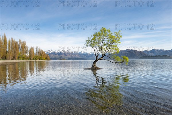 Single tree stands in water, Wanaka Lake