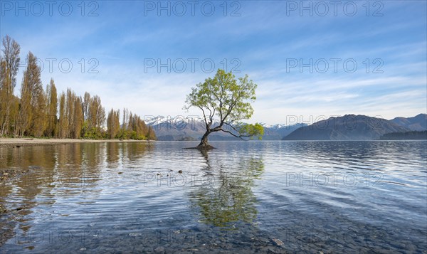 Single tree stands in water, Wanaka Lake