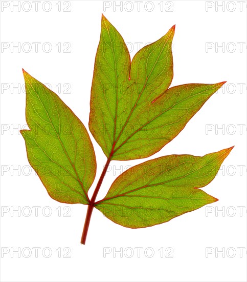 Tree peony leaf (Paeonia suffruticosa), France