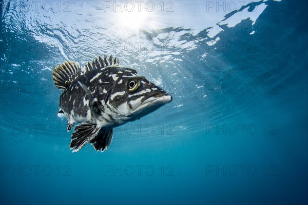 Wreckfish