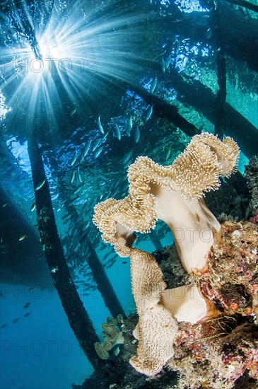 Mushroom leather coral