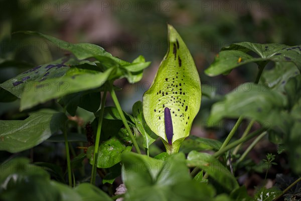 Wild arum