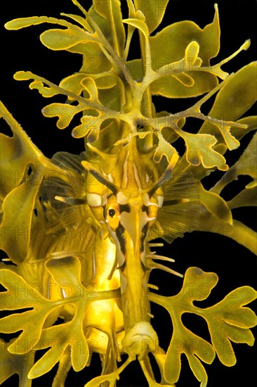 Leafy seadragon