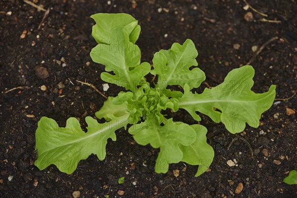 Lettuce