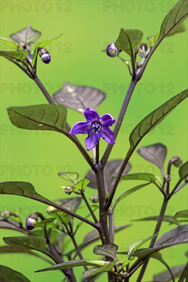 Capsicum frutescens