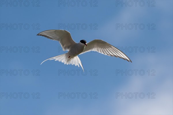 Arctic tern