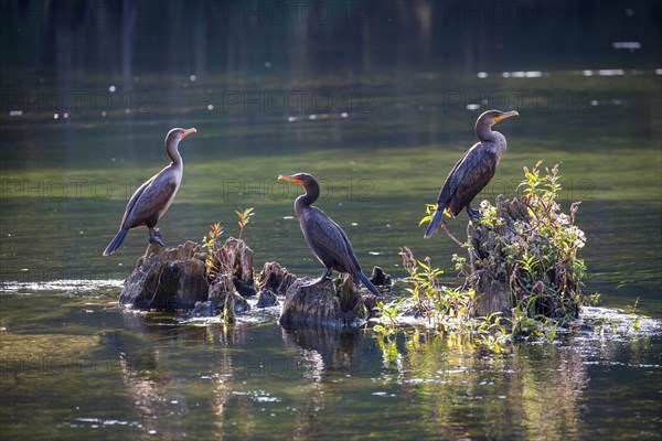 Three Double-crested cormorants