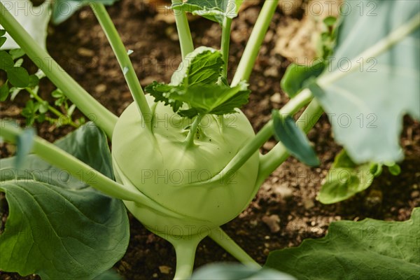 Cabbage turnip