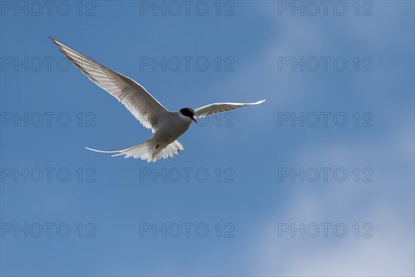 Arctic tern