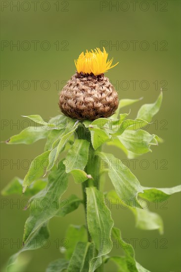 Globe knapweed