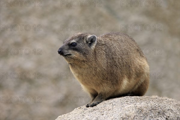 Cape hyrax