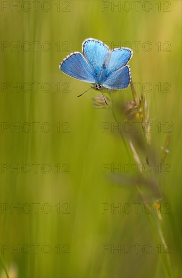 Gossamer winged butterfly