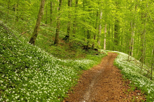 Hiking trail through Common beeches forest