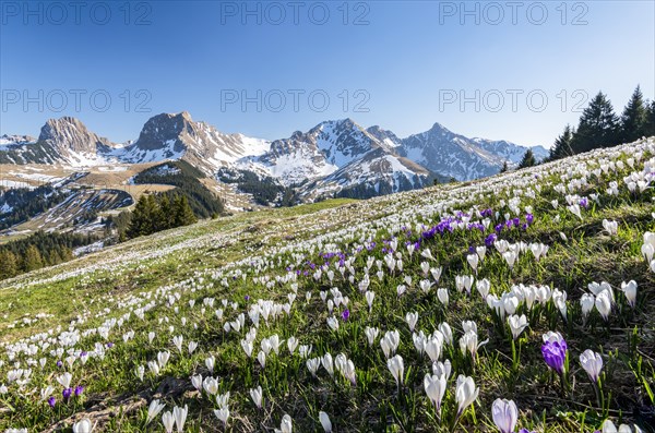 Blossoming crocus meadow near Gurnigelpass
