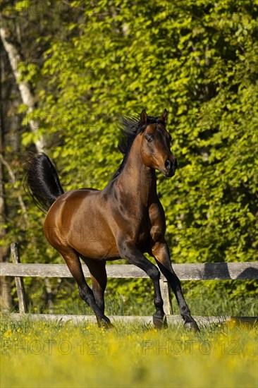 Brown thoroughbred Arabian stallion on the pasture in spring